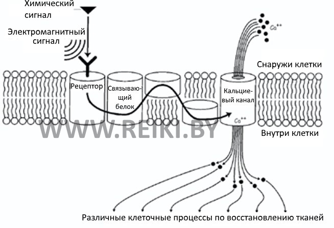 Клеточный каскад и усиление