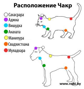 Расположение чакр у котов и собак